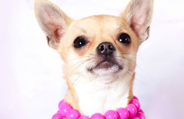 Man Acquitted of Abusing His Chihuahua