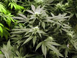 Puffed Up Marijuana Case Fizzles